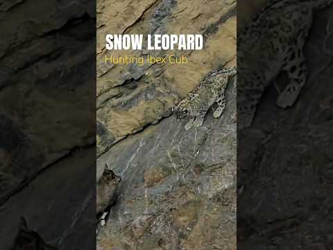 Snow Leopard Hunting | Winter Spiti  Expedition | Nikon India | 4K Video | Wild Wonders Expeditions