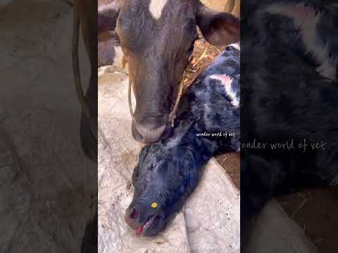 തലയും  ഒരു കൈയ്യും  പുറത്തു വന്ന അവസ്ഥ #cow #farmer #crossbreed#jersey