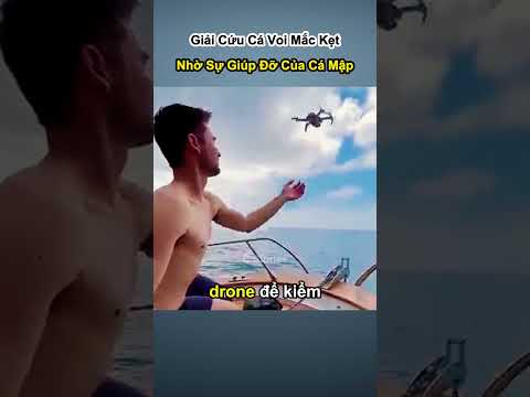 Giải Cứu Cá Voi Mắc Kẹt Nhờ Sự Giúp Đỡ Của Cá Mập