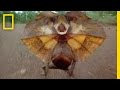 Frilled Lizard Behavior and Habitat