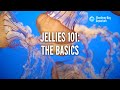Jellyfish Ecology and Characteristics
