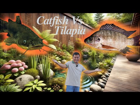 Catfish vs. Tilapia: Key Differences in Farming and Raising These Popular Fish