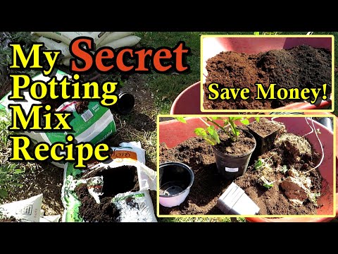 My Secret  'One Third' Potting Mix Recipe that Saves Money (Blackberries, Raspberries, Strawberries)