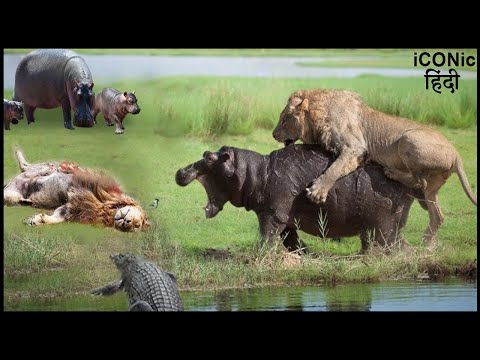 शेर ने हिप्पो को मार कर अपना बदला लिया | Lion Died Tragically When Attacking Wild Hippo Territory