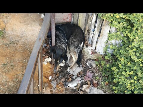 Heroic Mom Dog Saves Puppies After Heartbreaking Loss