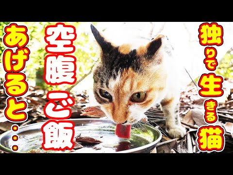 林の中で一人孤独に生きる猫にご飯あげたらすさまじい勢いで・・・ 地域猫ボランティアさん急逝後に火事エリア さくらねこへの給餌 癒され野良猫動画 感動猫動画