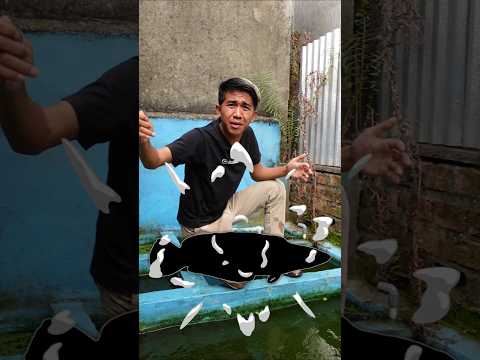 INI IKAN MONSTER PALING GANAS YANG AKU PELIHARA DI KOLAM