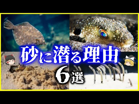 【ゆっくり解説】なぜ潜る？砂に潜る海の生物たち6選を解説