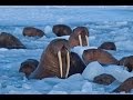 Marine Life and Ecosystem Dynamics
