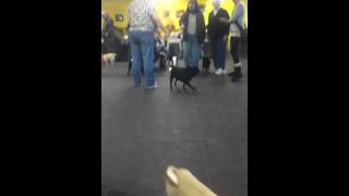 Pug Tail Trick?