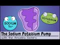 Sodium-Potassium Pump Mechanisms