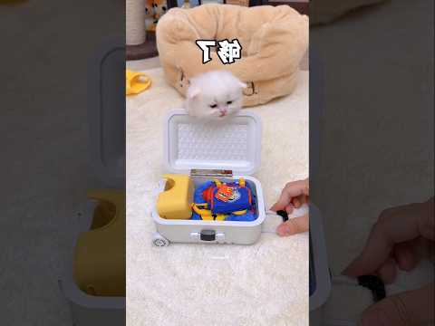 This Cat Was PREPARING Was Vacation 😱 #shortsvideo