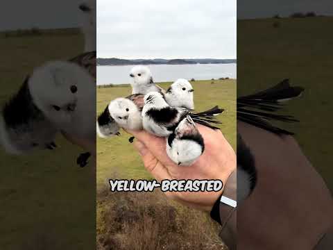 5 Weirdest Bird Names in the Animal Kingdom #Animals #AnimalFacts