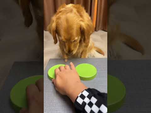 Dog, don’t be too confident. Cute pet debut plan. The dog’s thoughts are written