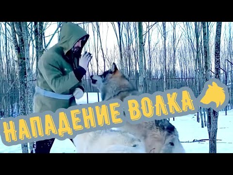 Нападение якутского Волка 🐺 на человека в Парке Волков.