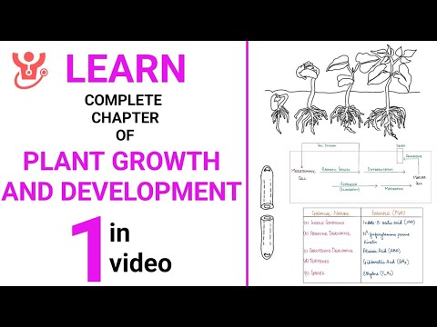 Plant Growth and Development Explained || NEET 2025 Biology || Class 11 NCERT Biology || Dr Sharun