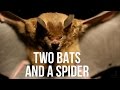 Tarantula Behavior and Research Findings
