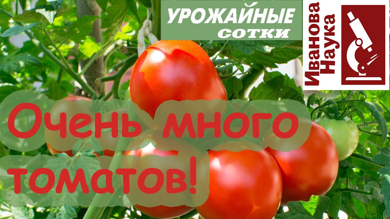 Без удобрений и навоза! Положи это в лунку и получи огромный урожай!