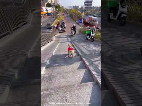 The dog crossed the road easily #shortsvideo