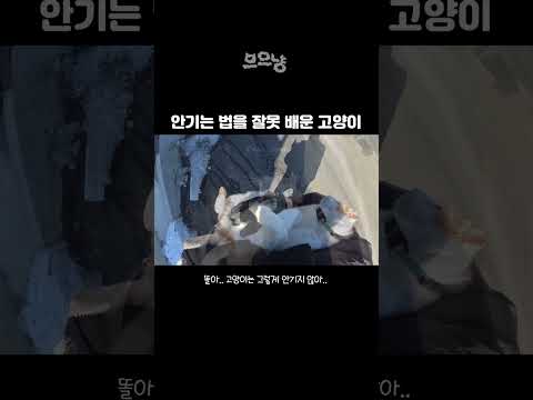 안기는 법을 잘못 배운 고양이..!