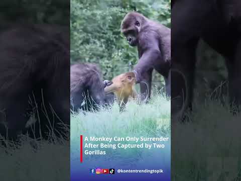 A Monkey Can Only Surrender After Being Captured by Two Gorillas