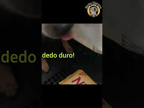 DEDO DURO! 🤫🐶😡