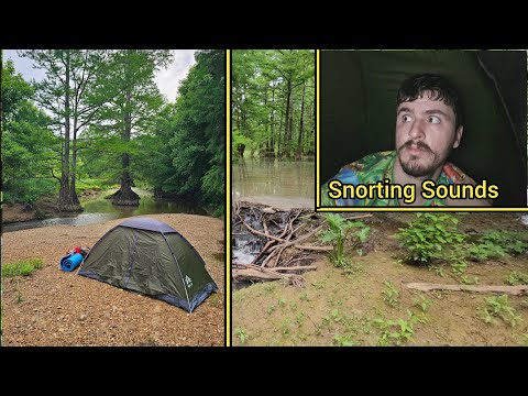 Camping In A Southern Cypress Forest And Unexpected Hogs Show Up At Night