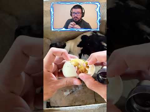 NUNCA ABRAS UN HUEVO DE UN PATO BEBE