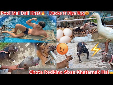 Finally Ducks Egg Dena Lag Gye😍Swimming Pool Mai Dali Khat🔥Chota Redking Sbse Dangerous Dog Nikla😨