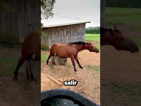 Este caballo no podía esperar para ver a su dueño 🐎❤️
