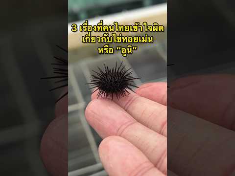 3 เรื่องที่คนไทยส่วนมากเข้าใจผิด เกี่ยวกับไข่หอยเม่น หรือ "อูนิ"