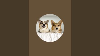 Brady & Graffiti the Corgis is live!