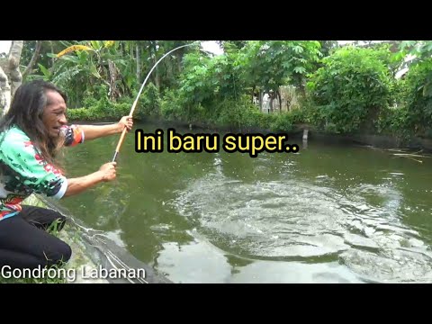 Tulungagung!! Harus pakek tangan dua, Tarikannya sangat kuat