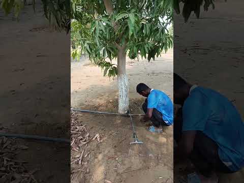 সৌদি আরব আম বাগানে কাজ কি