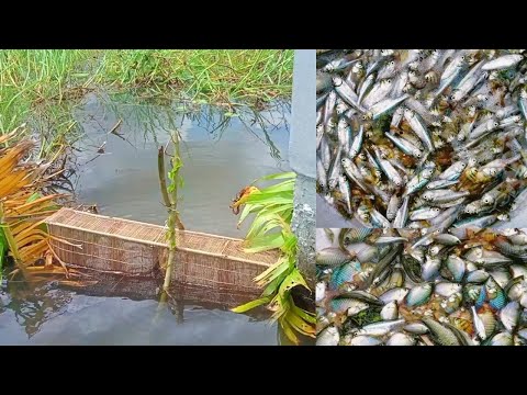 ছোট মাছ ধরার নতুন ভিডিও|চাই দিয়ে মাছ ধরার পদ্ধতি