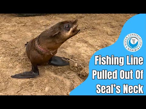 Fishing Line Pulled Out Of Seal’s Neck