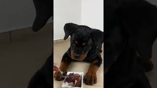Rottweiler Video #shorts