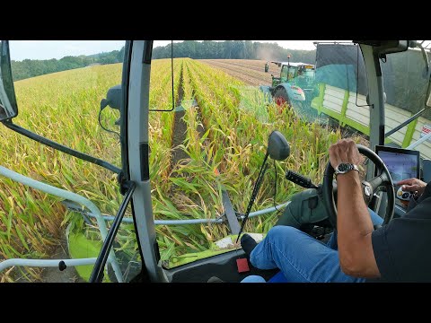 Mais Silage 2024 | Cab View | Claas Jaguar 940 + Fendt | E.J.G. Gerritsen