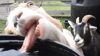 When you're too thirsty and forget all about your image 😆🐐 Funny Animals 2025