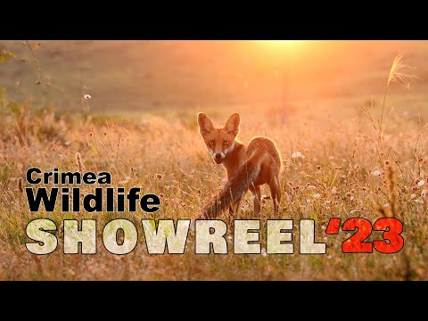 Crimea Wildlife Showreel 2023