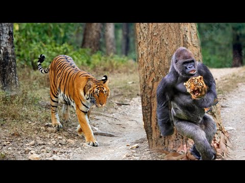 Gorilla Vs Tiger: Which One Would Win In A Fight?