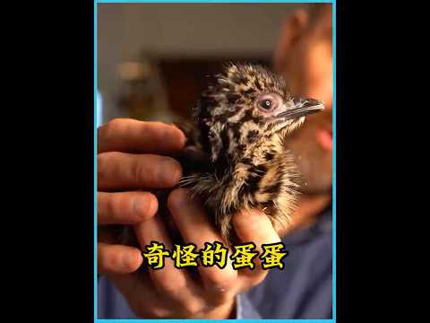 大叔捡到一颗价值很高的鸡蛋，没想到孵化出的巨鸟差点让他破产 #animals #万物皆有灵 #pets