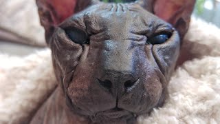 Exotic Black Sphynx Cat – Rare Feline Wonder 🖤