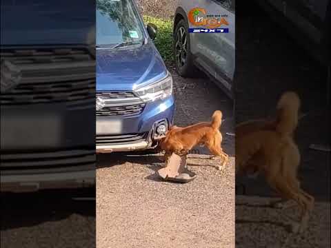 WHAT A DOG !! ๐ณ๐ณ๐ณ๐ณ wait for it #viralvideos #funny #dogs