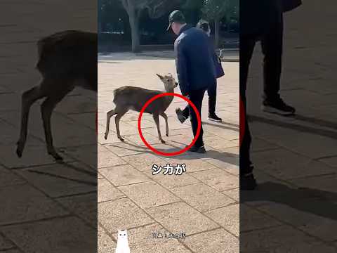奈良公園が危険な理由