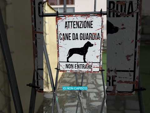 Ig andrea_pappa #levriero #levrieroitaliano #piccololevrieroitaliano #italiangreyhound #pli #dog