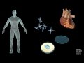 Tissue Engineering Concepts and Applications
