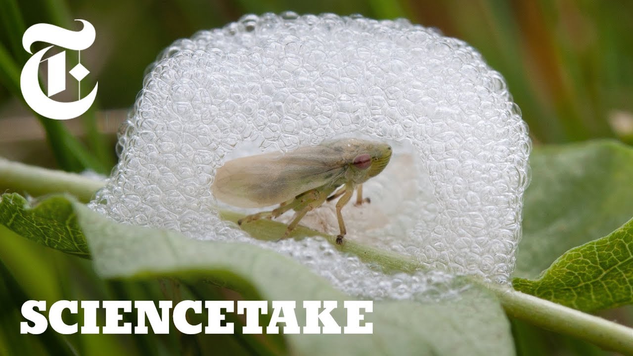 To Survive, This Bug Builds a House of Bubbles ScienceTake