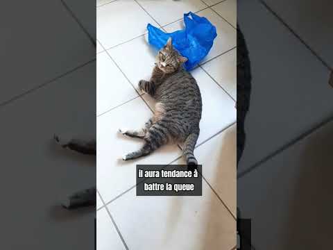 Pourquoi mon chat : me mordille ? #shorts #chats