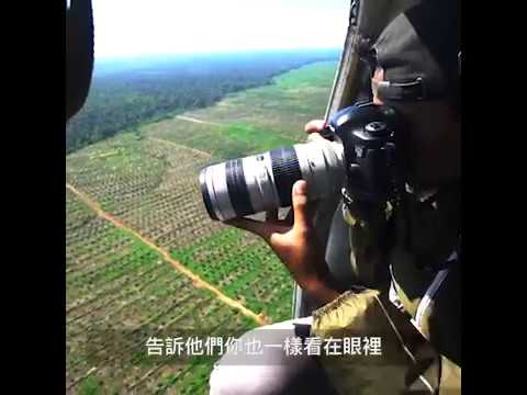 【守護森林】驚人景象！空拍印尼雨林揭砍伐真相 - YouTube